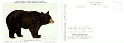 022 Le Baribal ou Ours noir de l'Amérique du Nord - De Amerikaanse Zwarte Beer.jpg