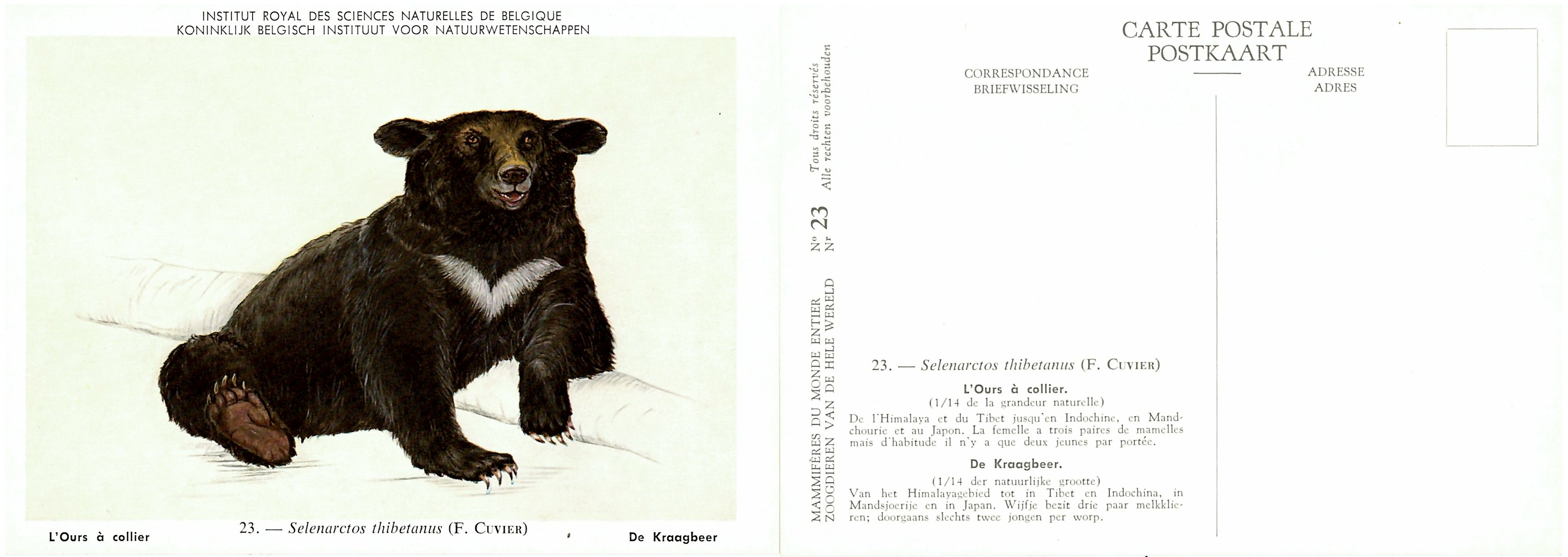 023 L'Ours à collier - De Kraagbeer.jpg