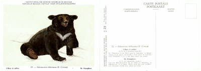023 L'Ours à collier - De Kraagbeer.jpg