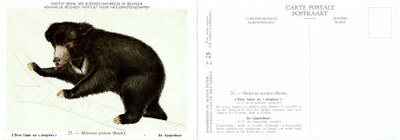 025 L'Ours lippu ou jongleur - De Lippenbeer.jpg
