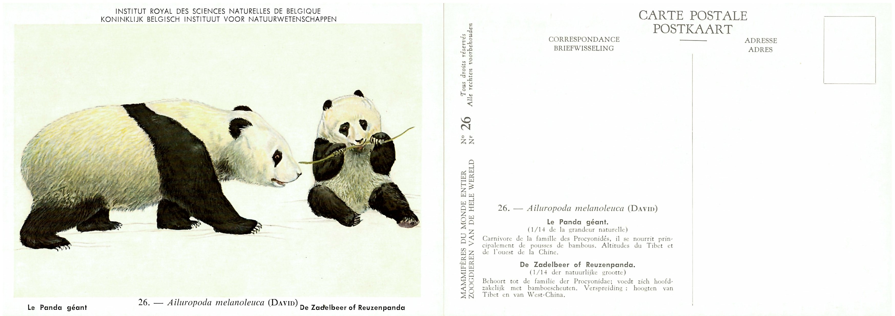 026 Le Panda géant - De Zadelbeer of Reuzenpanda.jpg