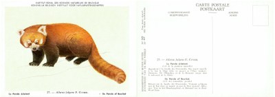 027 Le Panda éclatant - De panda of Beerkat.jpg