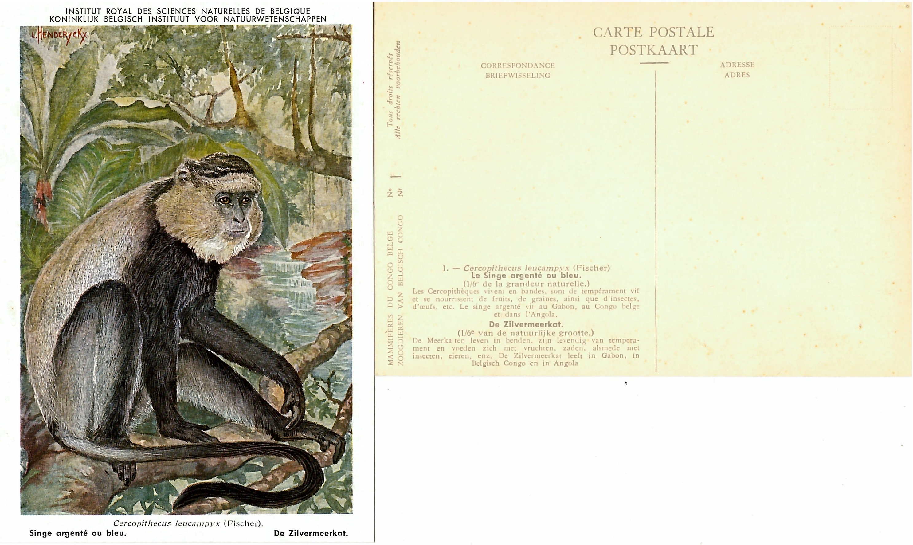 001 Le Singe argenté ou bleu - De Zilvermeerkat.jpg