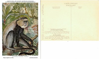 001 Le Singe argenté ou bleu - De Zilvermeerkat.jpg