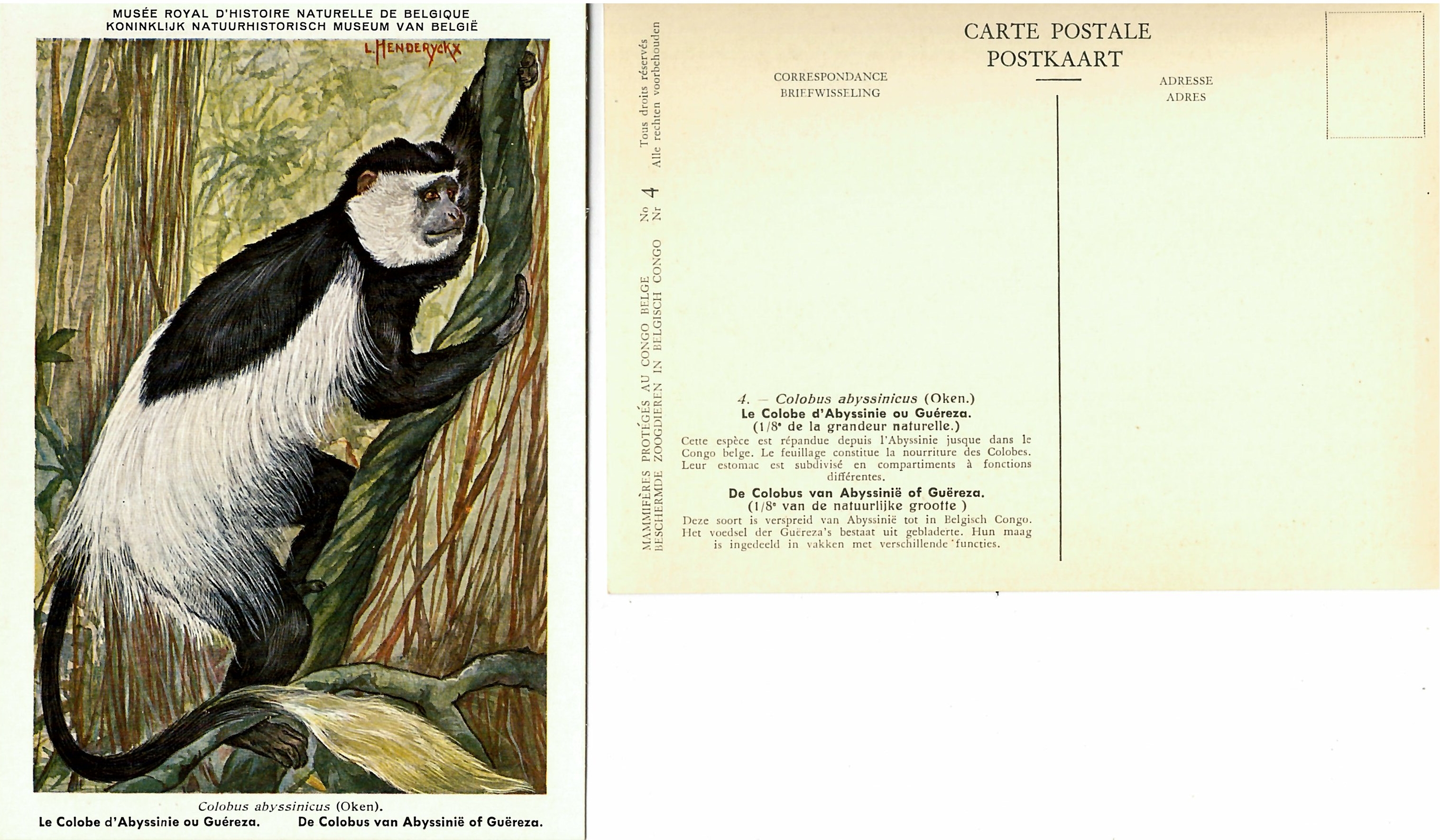 004 Le Colobe d'Abyssinie ou Guéreza - De Colobus van Abyssinïe of Guëreza.jpg