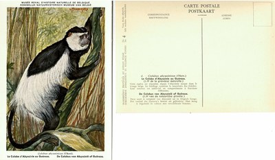 004 Le Colobe d'Abyssinie ou Guéreza - De Colobus van Abyssinïe of Guëreza.jpg