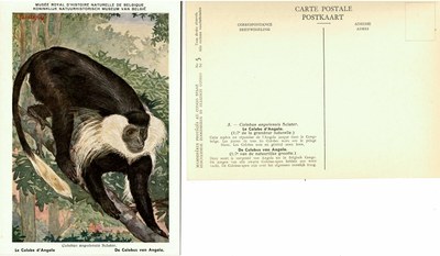 005 Le Colobe d'Angola - De Colobus van Angola.jpg