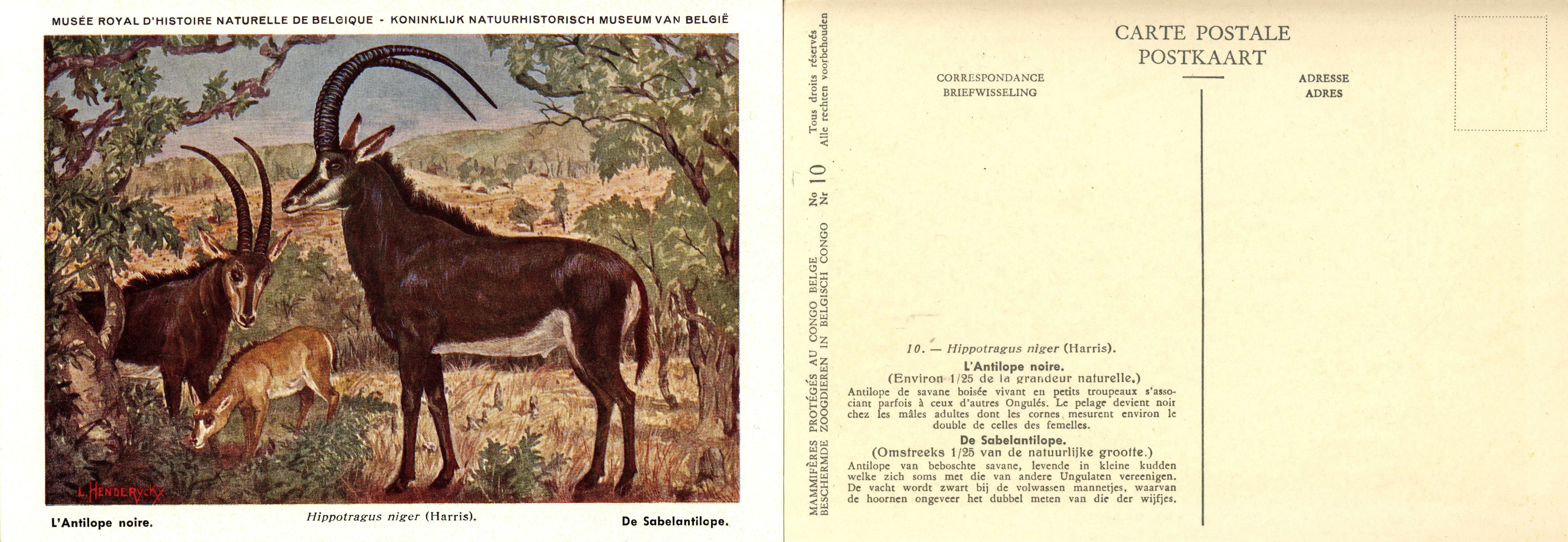 010 L'Antilope noire - De Sabelantilope.jpg