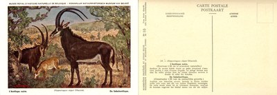 010 L'Antilope noire - De Sabelantilope.jpg