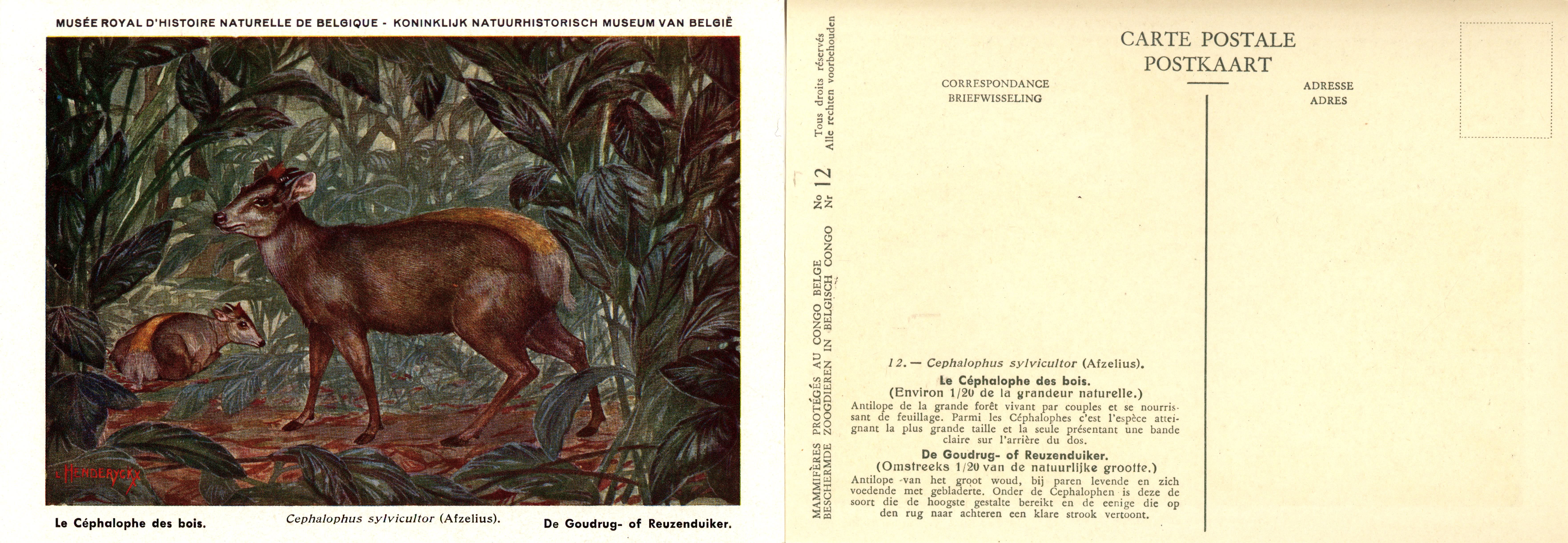 012 Le Céphalope des bois - De Goudrug-of Reuzenduiker.jpg