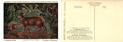 012 Le Céphalope des bois - De Goudrug-of Reuzenduiker.jpg