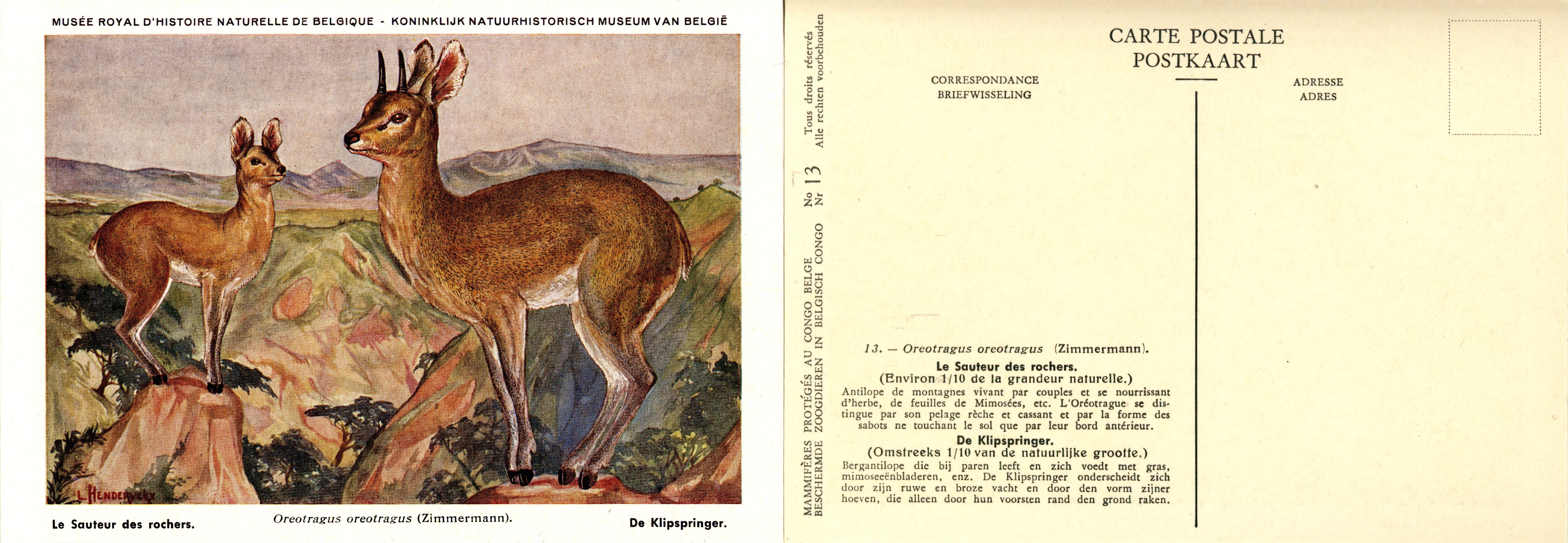 013 Le Sauteur des rochers - De Klipspringer.jpg