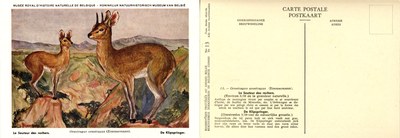 013 Le Sauteur des rochers - De Klipspringer.jpg