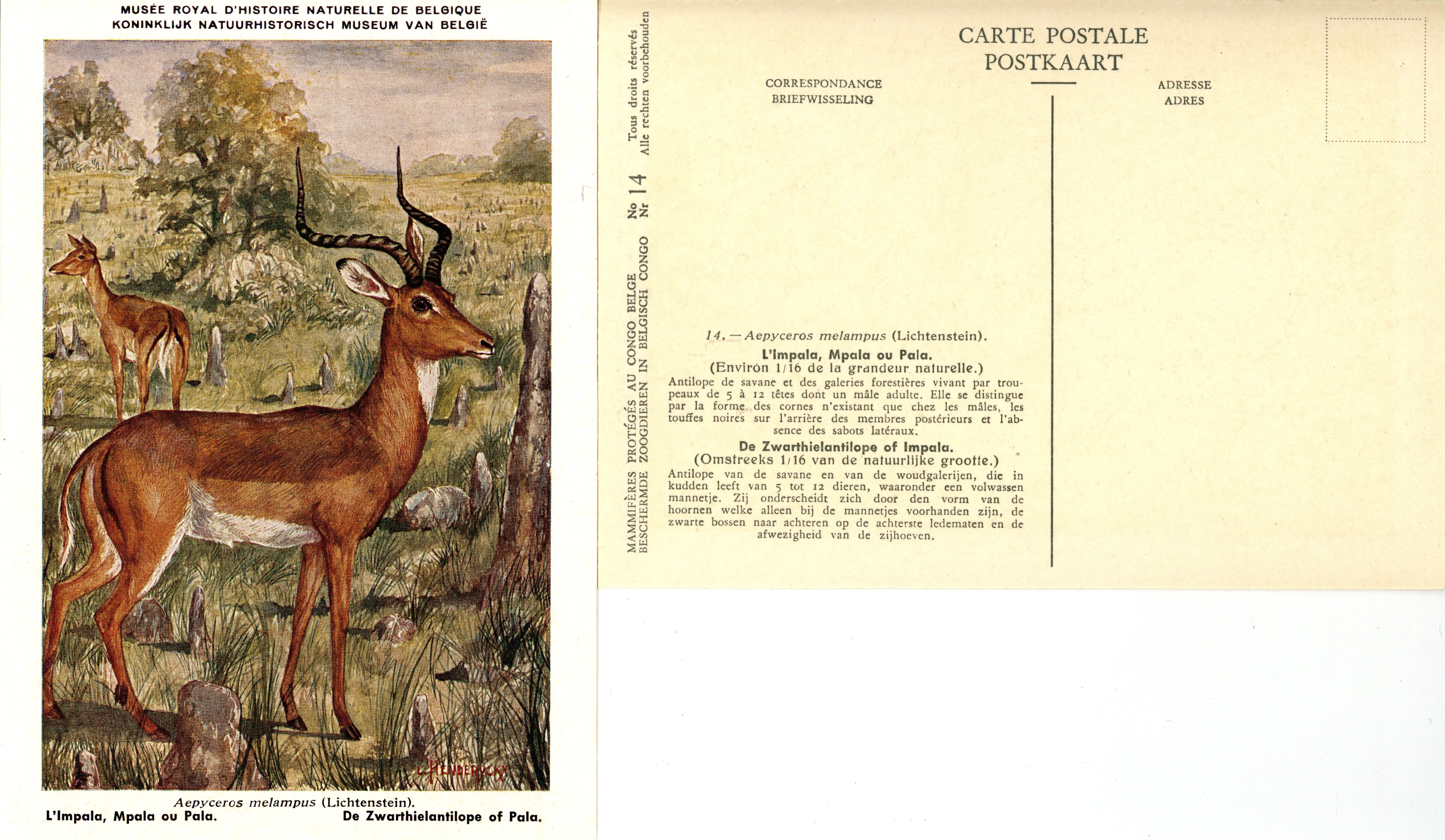 014 L'Impala Mpala ou Pala - De Zwarthielantilope of Impala.jpg