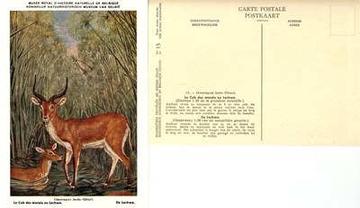 015 Le Cob des marais ou Lechwe - De Lechwe.jpg