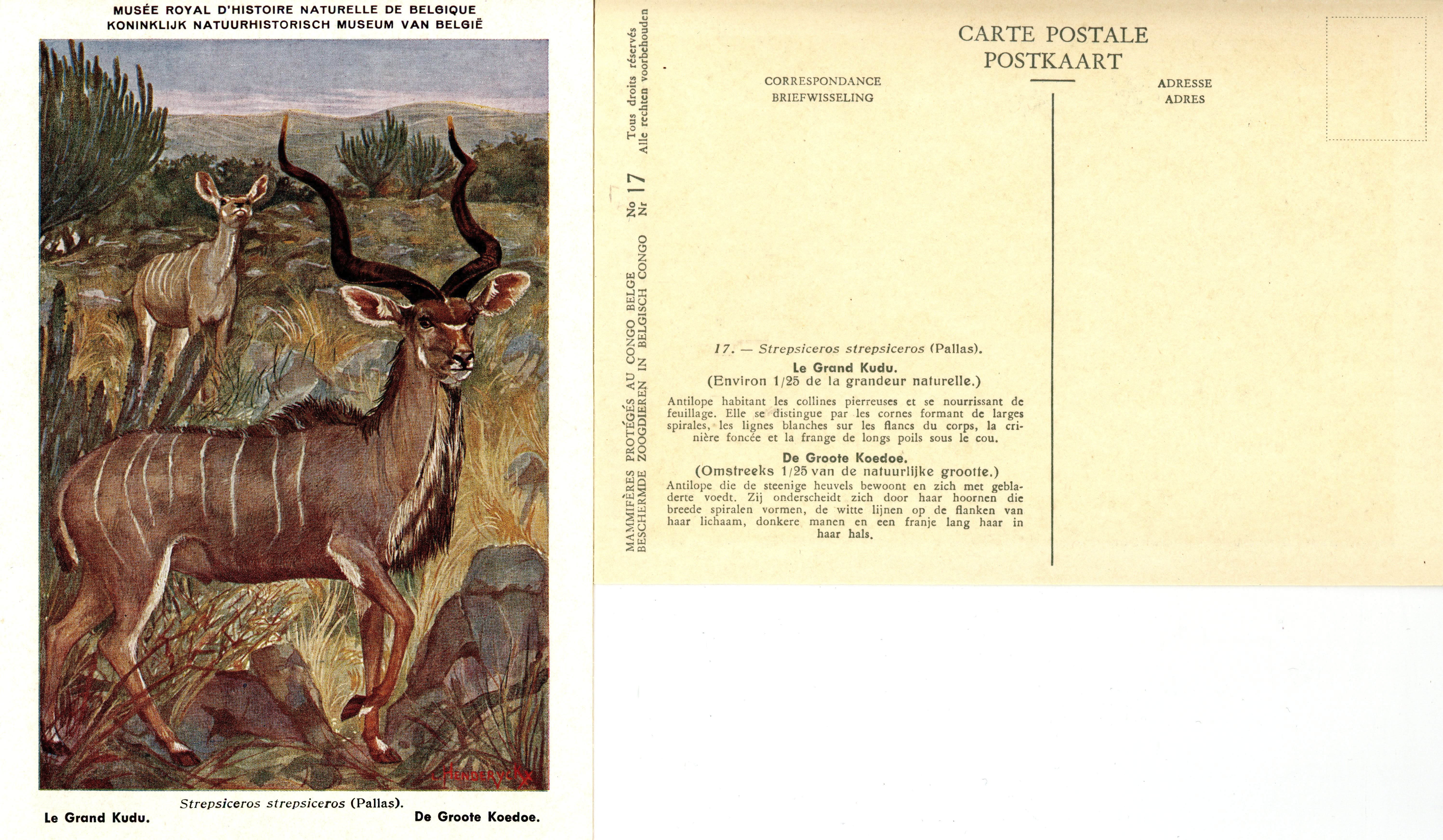 017 Le Grand Kudu - De Groote Koedoe.jpg