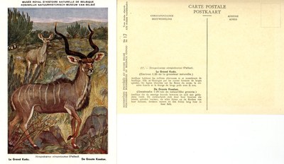 017 Le Grand Kudu - De Groote Koedoe.jpg