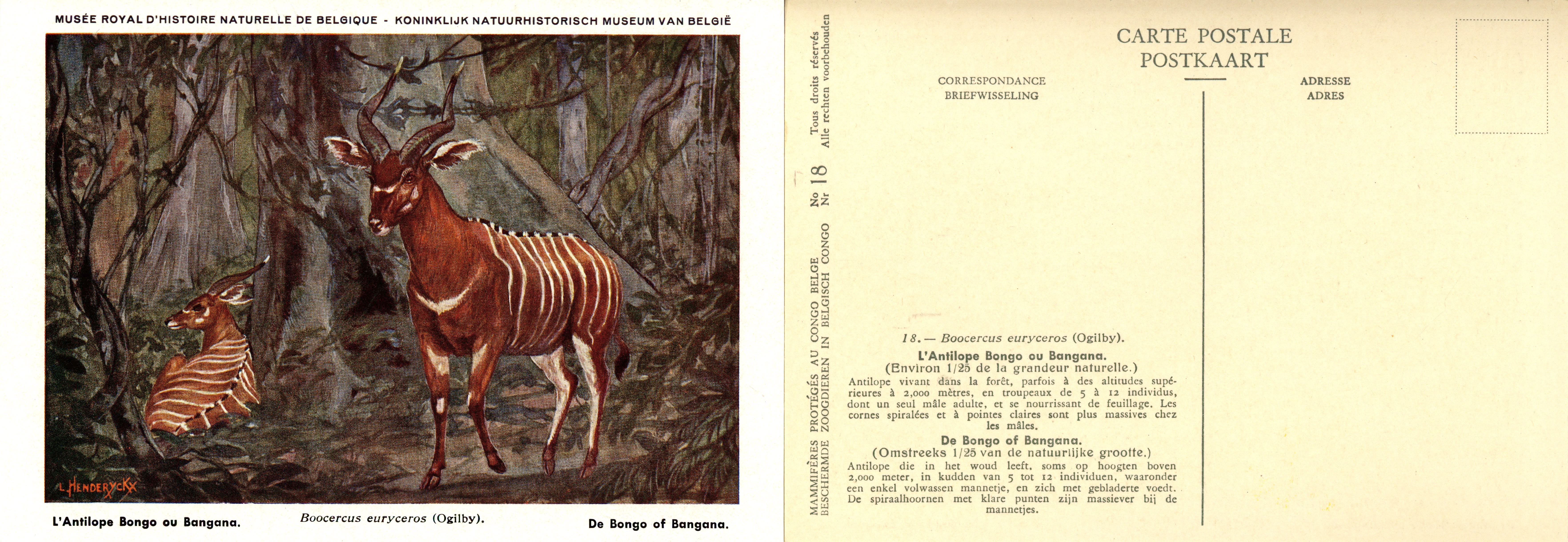 018 L'Antilope Bongo ou Bangana - De Bongo of Bangana.jpg