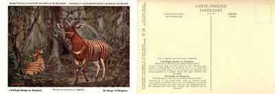 018 L'Antilope Bongo ou Bangana - De Bongo of Bangana.jpg