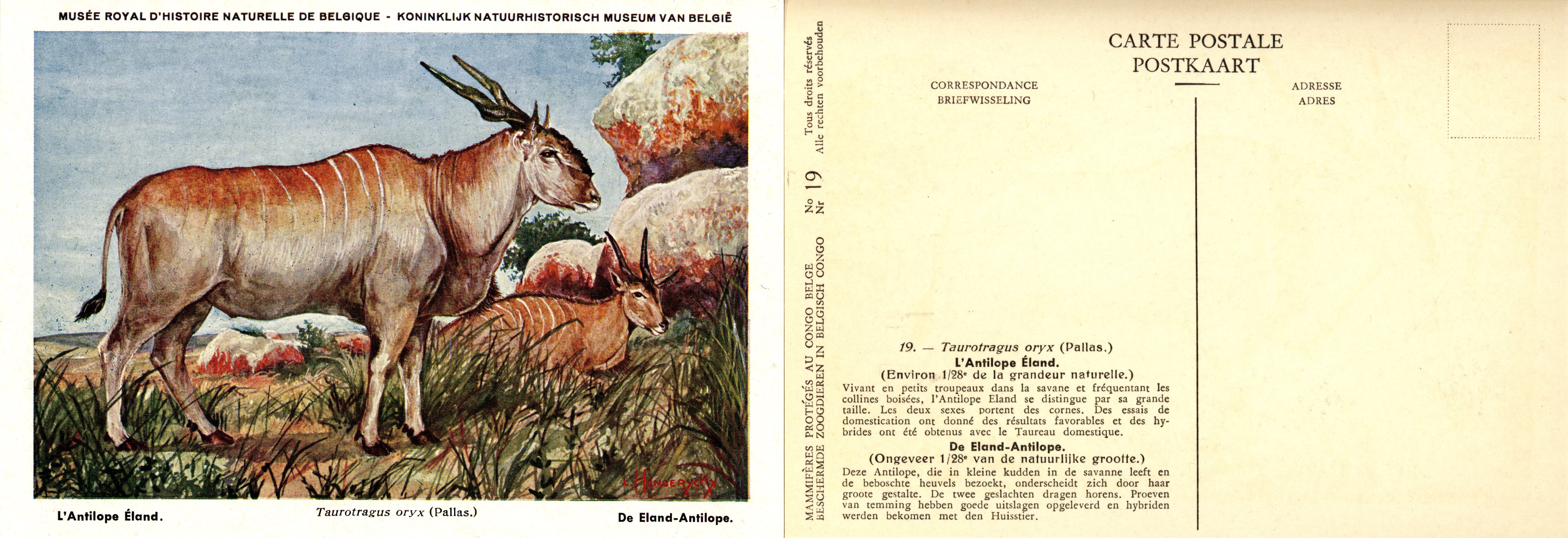 019 L'Antilope Eland - De Eland-Antilope.jpg