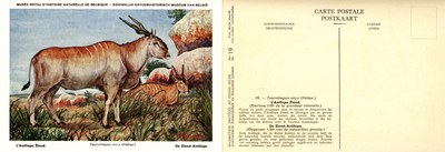 019 L'Antilope Eland - De Eland-Antilope.jpg