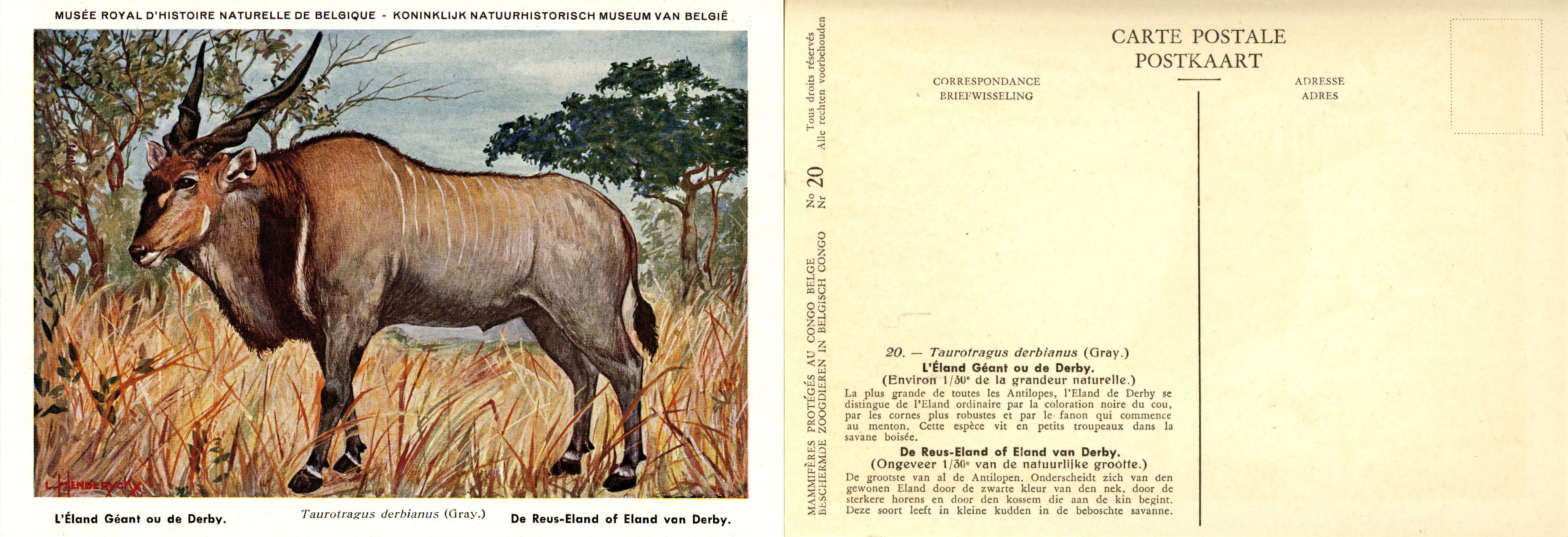 020 L'Eland Géant ou de Derby - De Reus-Eland of Eland van Derby.jpg