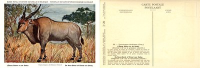 020 L'Eland Géant ou de Derby - De Reus-Eland of Eland van Derby.jpg