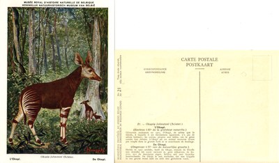 021 L'Okapi - De Okapi.jpg