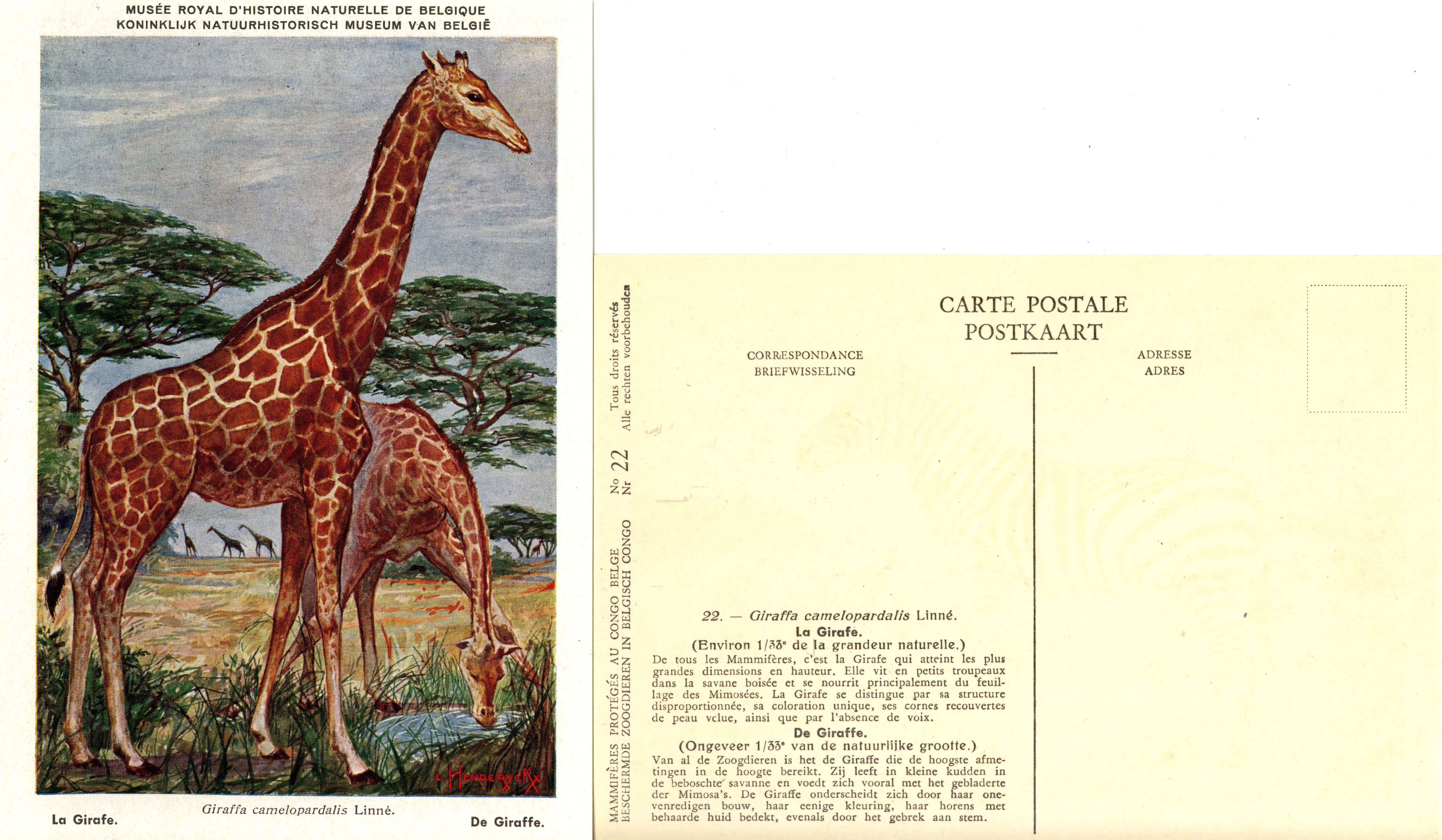 022 La Girafe - De Giraffe.jpg