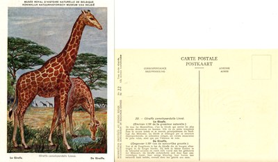 022 La Girafe - De Giraffe.jpg