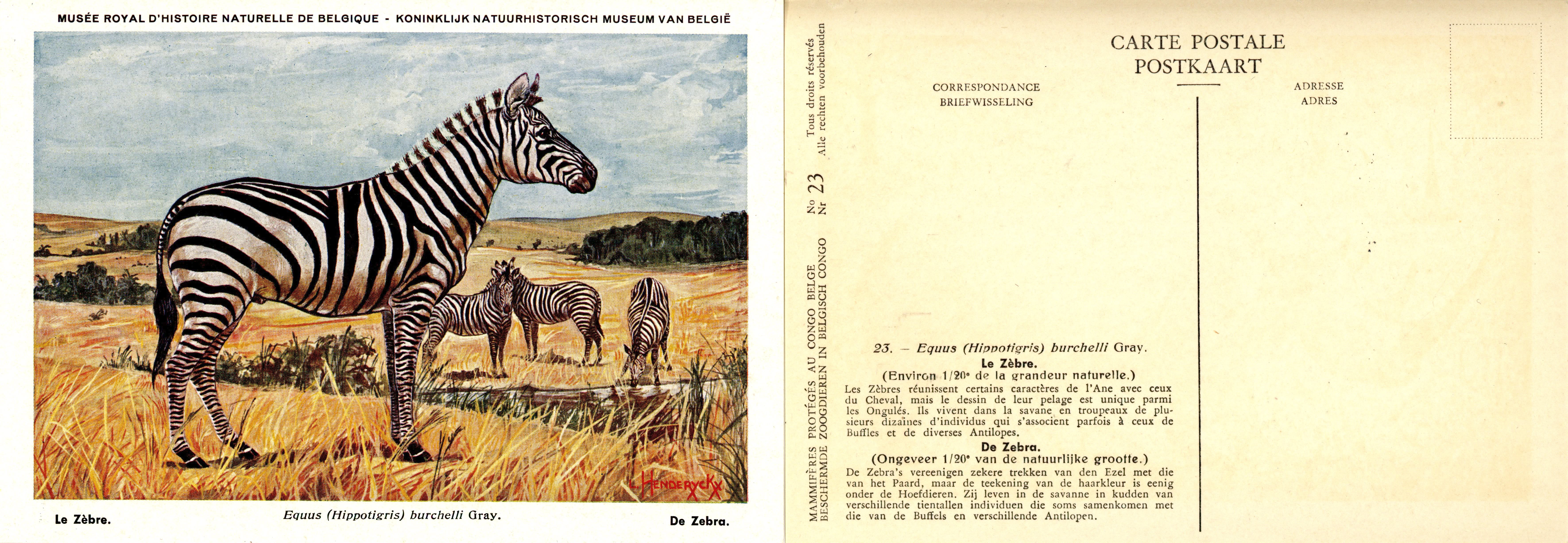 023 Le Zèbre - De Zebra.jpg
