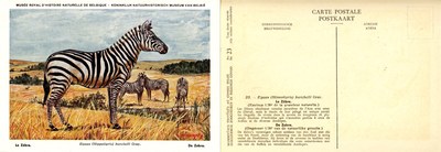 023 Le Zèbre - De Zebra.jpg