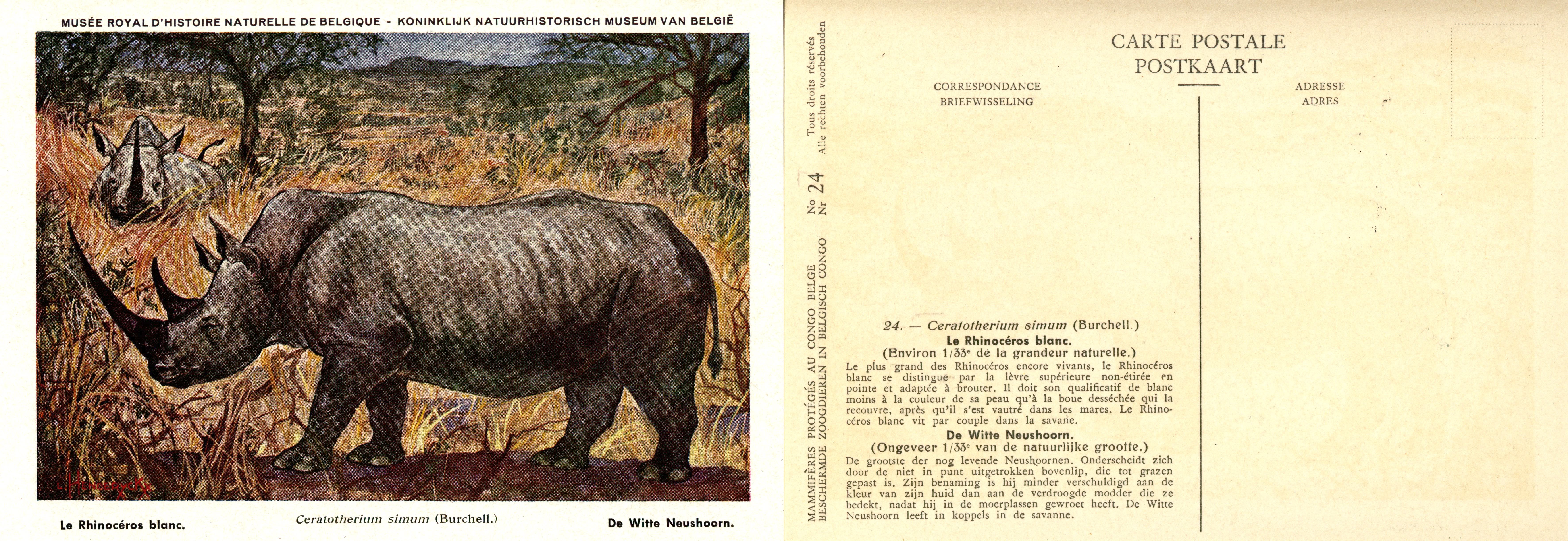 024 Le Rhinocéros blanc - De Witte Neushoorn.jpg