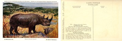 025 Le Rhinocéros noir - De Zwarte Neushoorn.jpg