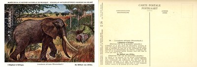 026 L'Elépanhant d'Afrique - De Olifant van Afrika.jpg