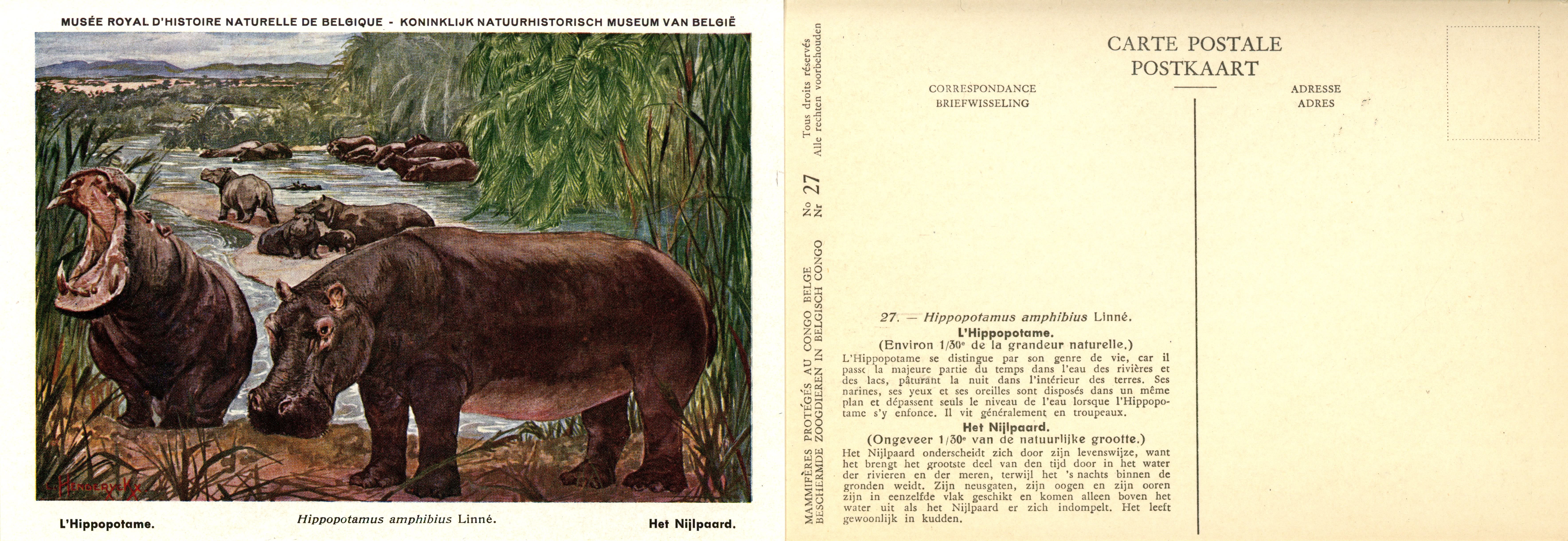 027 L'Hippopotame - Het Nijlpaard.jpg