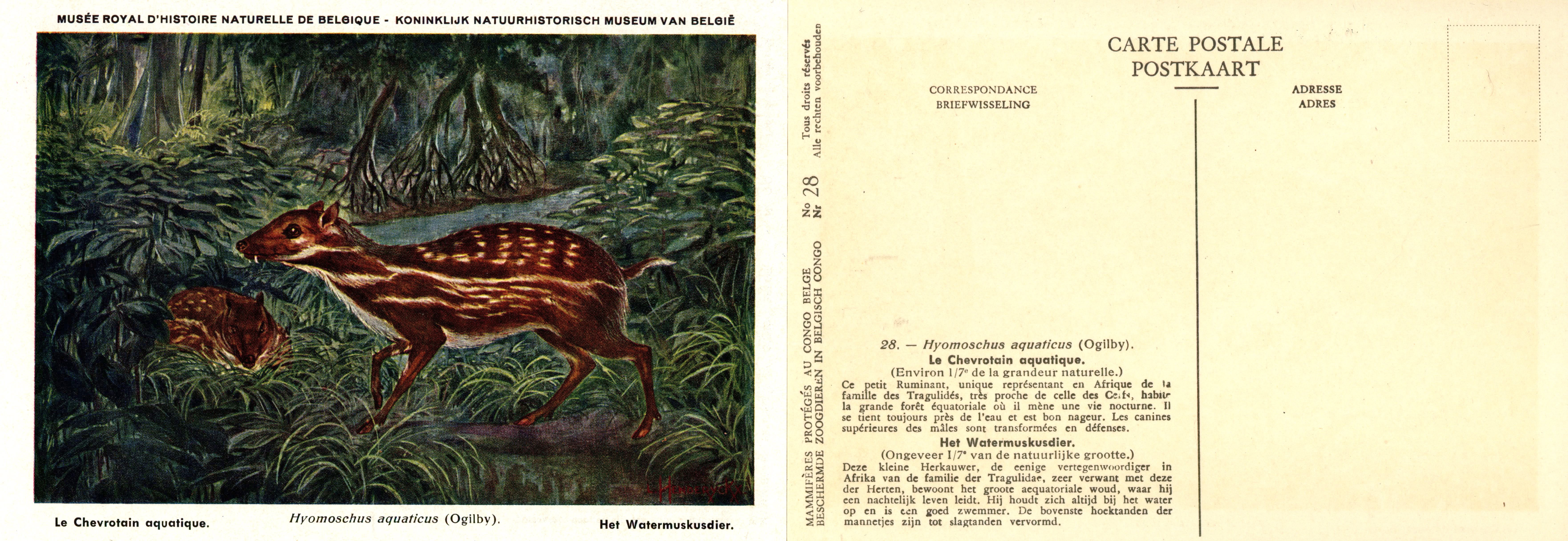 028 Le Chevrotain aquatique - Het Watermuskusdier.jpg