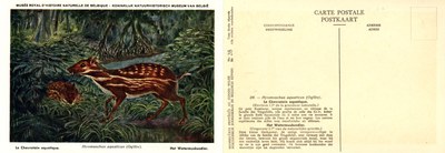 028 Le Chevrotain aquatique - Het Watermuskusdier.jpg
