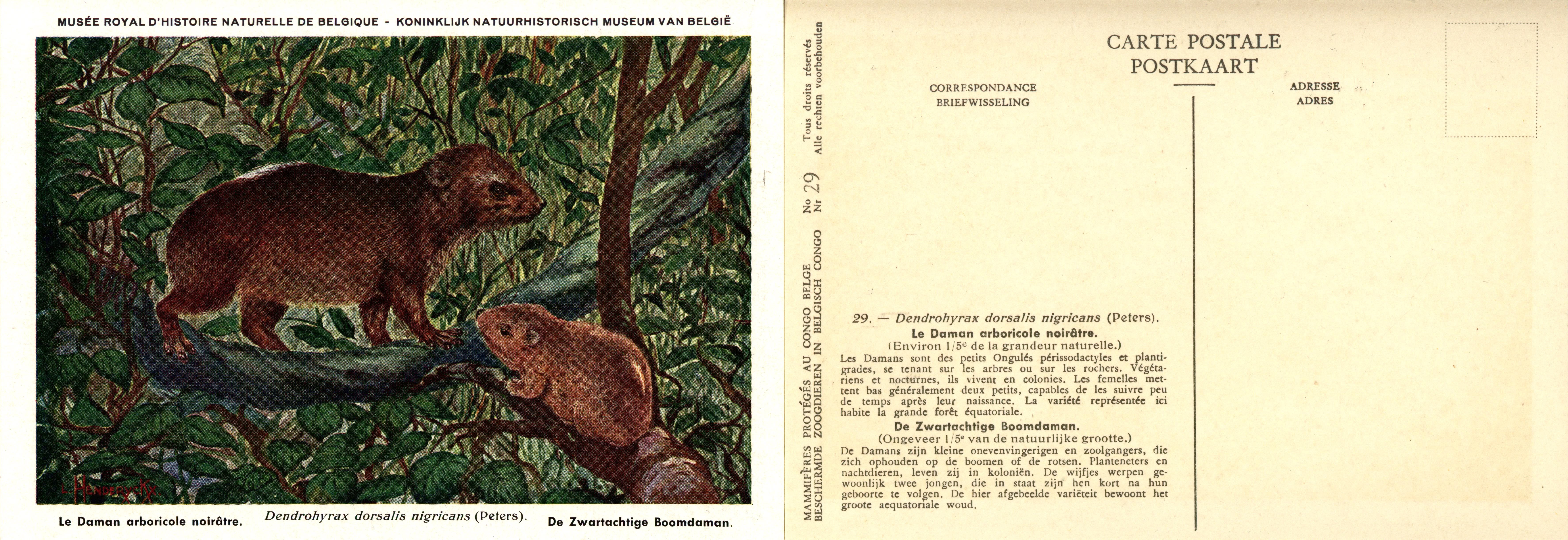 029 le Daman arboricole noirâtre - De Zwartachtige Boomdaman.jpg