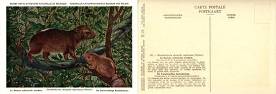 029 le Daman arboricole noirâtre - De Zwartachtige Boomdaman.jpg