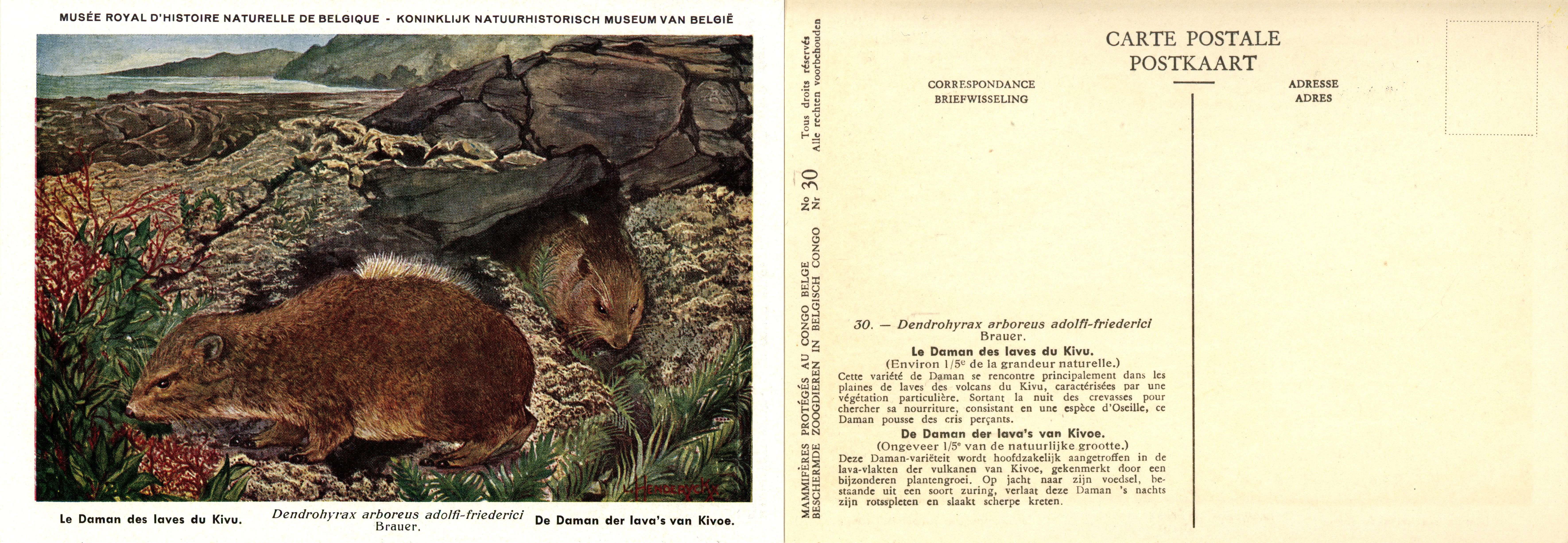 030 Le Daman des laves du Kivu - De Daman der lava's van Kivoe.jpg