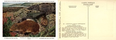 030 Le Daman des laves du Kivu - De Daman der lava's van Kivoe.jpg