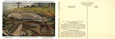 031 Le Lamantin africain - De Afrikaansche Zeekoe.jpg