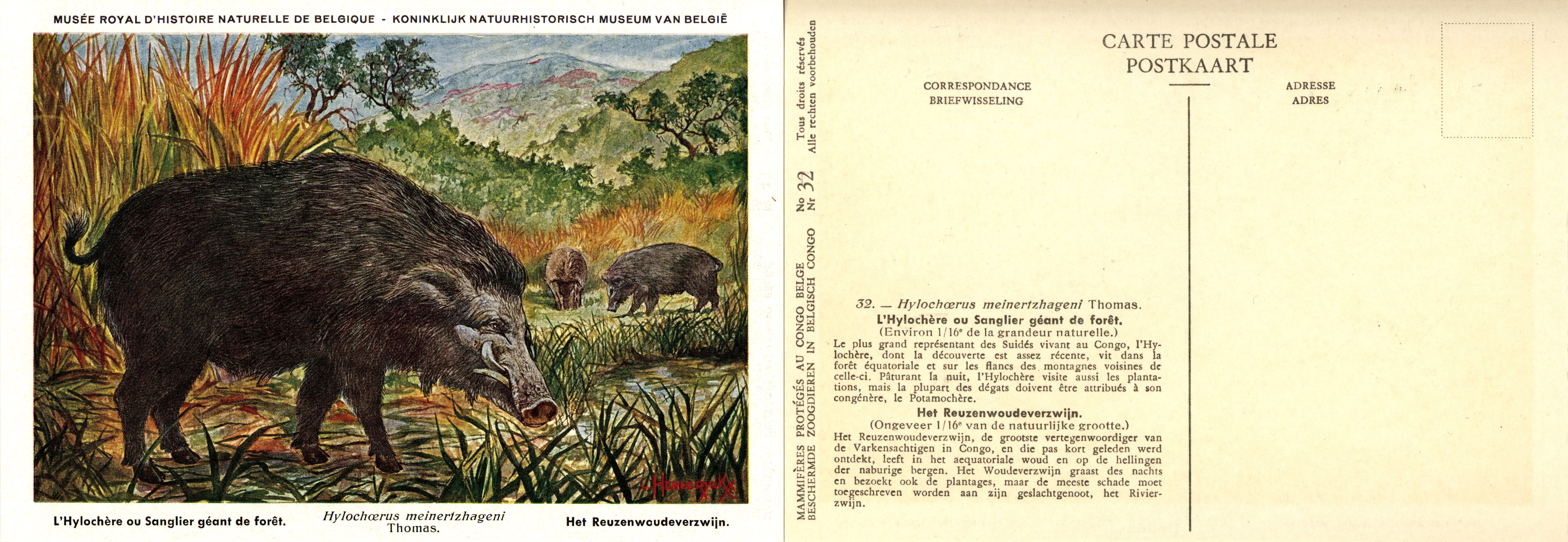 032 L'Hylochère ou Sanglier géant de forêt - Het Reuzenwoudeverzwijn.jpg