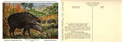 032 L'Hylochère ou Sanglier géant de forêt - Het Reuzenwoudeverzwijn.jpg