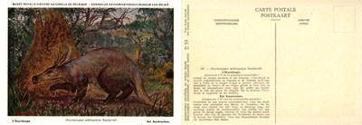 033 L'Oryctérope - Het Aardvarken.jpg