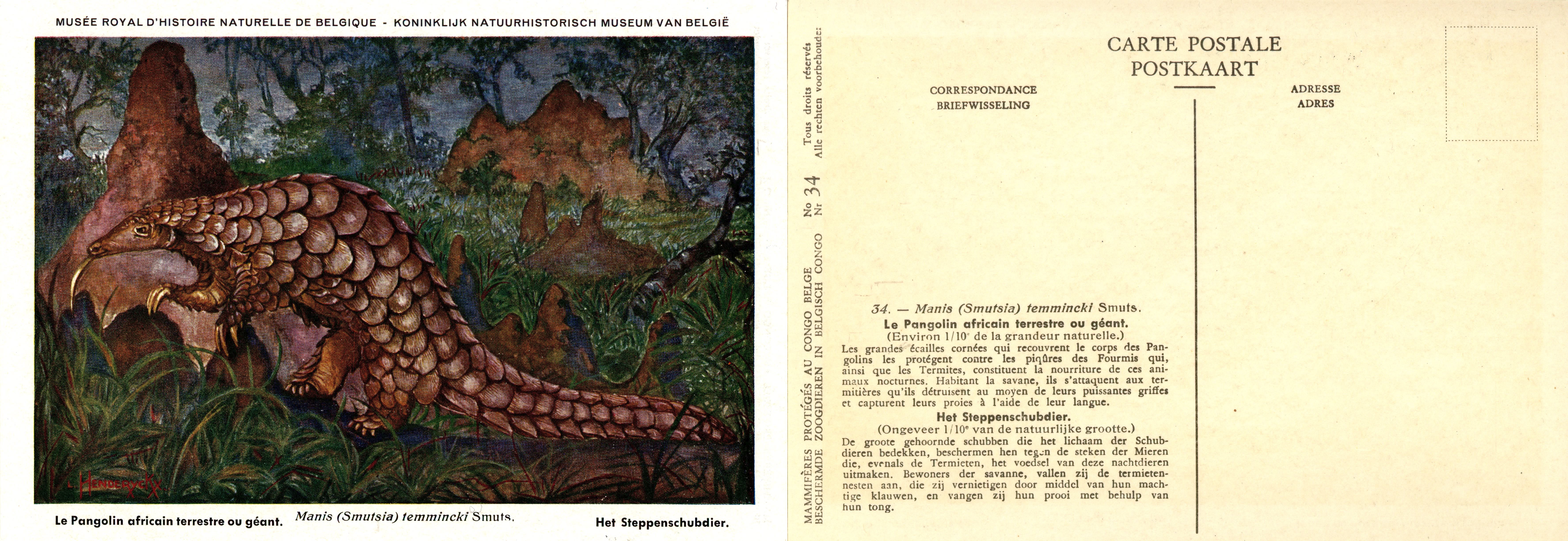 034 Le Pangolin africain terrestre ou géant - Het Steppenschubdier.jpg