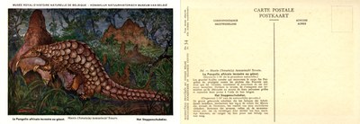 034 Le Pangolin africain terrestre ou géant - Het Steppenschubdier.jpg
