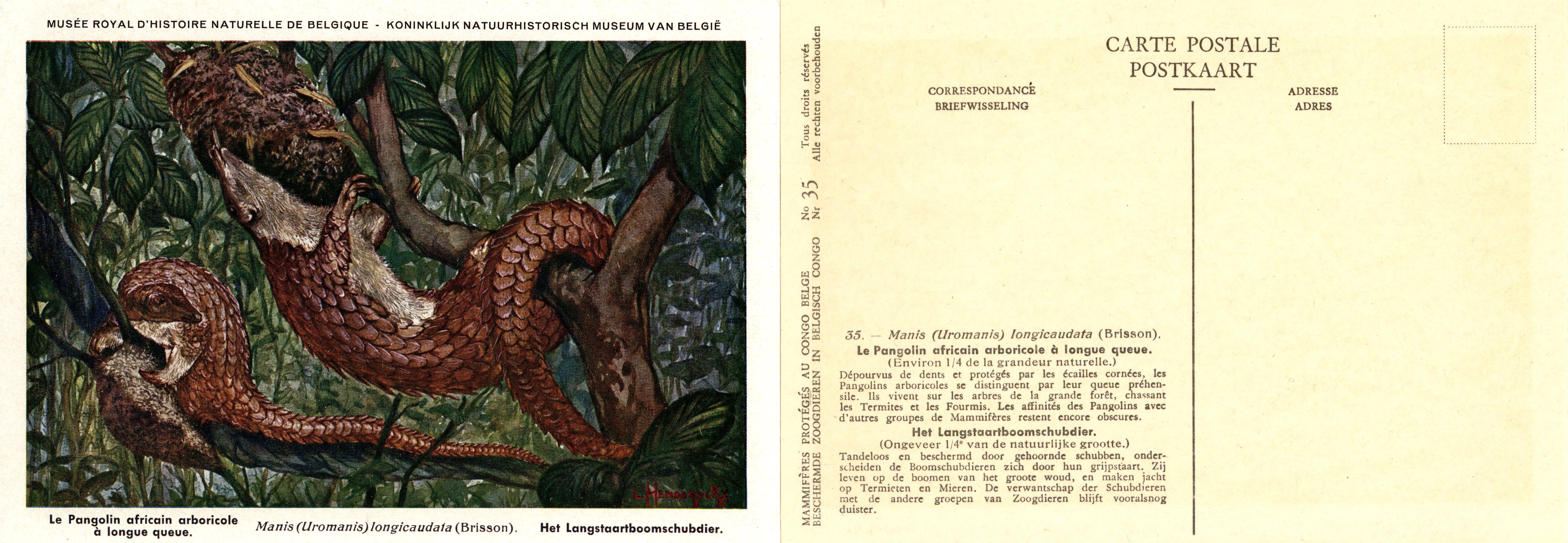 035 Le Pangolin africain arboricole à longue queue - Het Langstaartboomschubdier.jpg