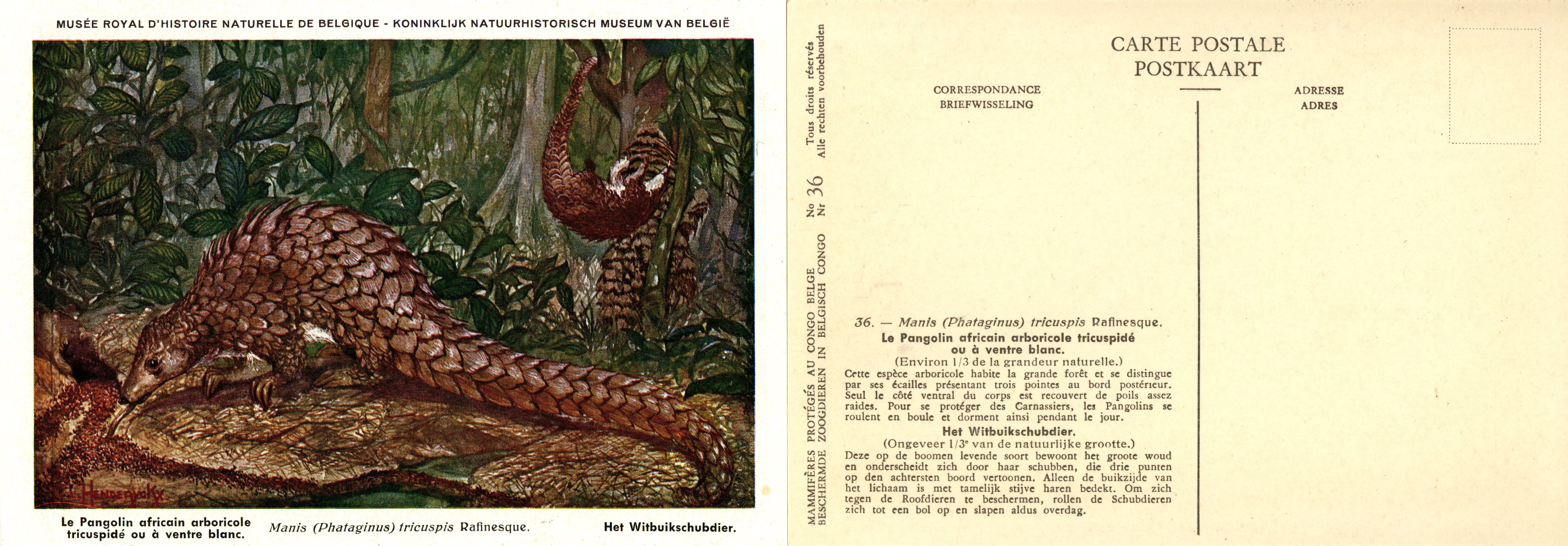 036 Le Pangolin africain arboricole tricuspidé ou à ventre blanc - Het Witbuikschubdier.jpg